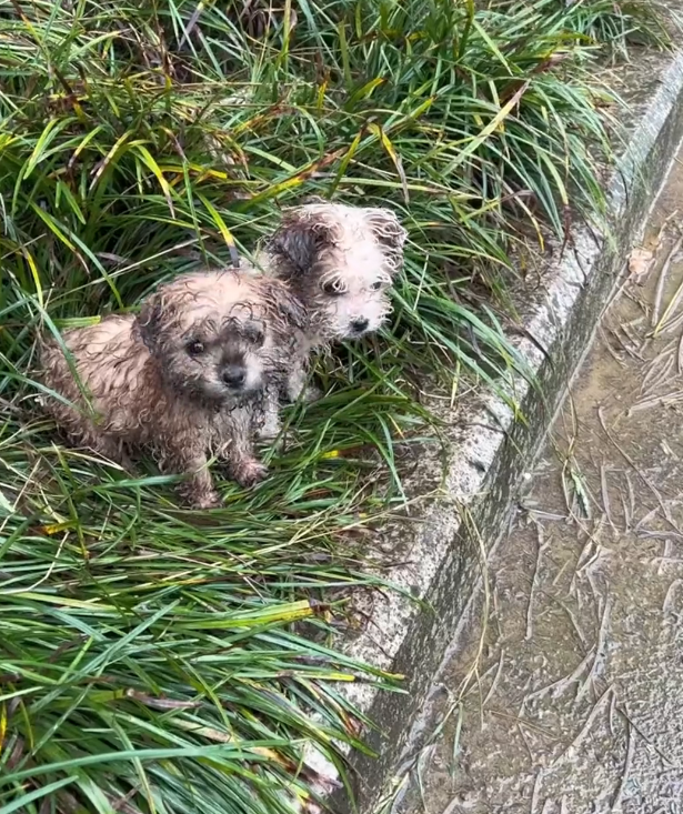 H2802056 The brink of collapse was near