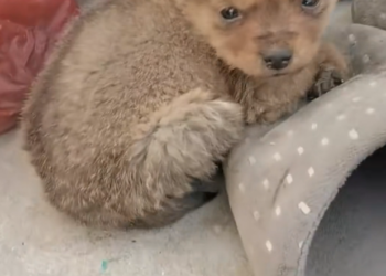 H2802057 Barely conscious but still alive