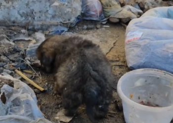 H2802058 Another life nearly taken by neglect