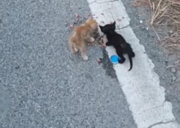 H2802059_found two cats #rescue #rescueanimals #cat #cats