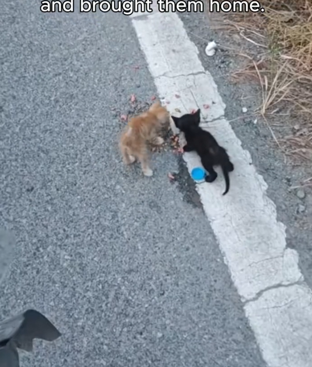 H2802059_found two cats #rescue #rescueanimals #cat #cats