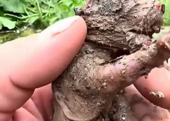 H2802060_We found newborn puppy adopted it #rescue