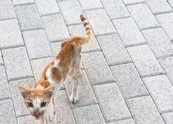 H2802061_Rescue cat #rescue #rescueanimals #cat