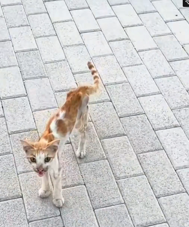 H2802061_Rescue cat #rescue #rescueanimals #cat