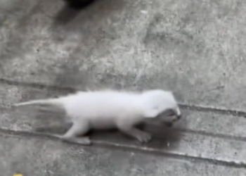 H2802062_rescued teo cats had lost their mother