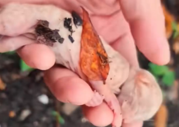 H2802063_saved kitten #rescue #rescueanimals #catsoftik