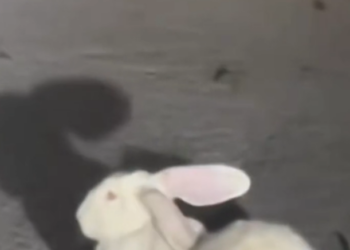 H2802064_Rescue rabbit #rescue #rescueanimals #rabbit