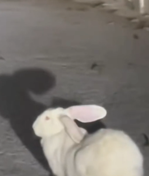 H2802064_Rescue rabbit #rescue #rescueanimals #rabbit