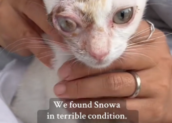 H2802007_Rescue Snowa Snowa was once stray