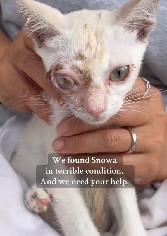 H2802007_Rescue Snowa Snowa was once stray