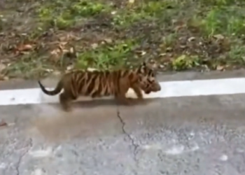 H2802065_Rescue poor baby tiger #rescue #rescueanimals