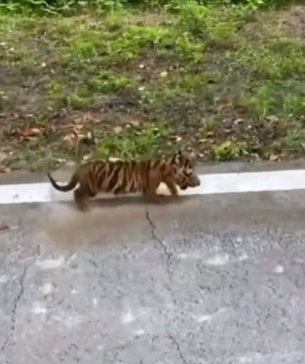 H2802065_Rescue poor baby tiger #rescue #rescueanimals