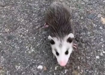H2802066_Rescue baby opossum #rescue #rescueanimals