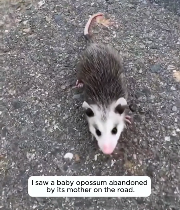 H2802066_Rescue baby opossum #rescue #rescueanimals