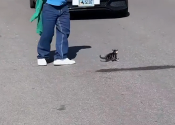 H2802068_We saw kitten adopted it #rescue