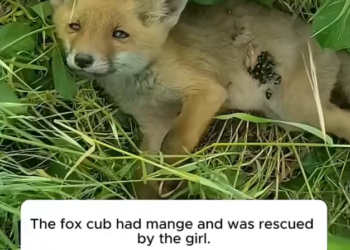 H2802069_Rescue baby fox #rescue #rescueanimals #animals