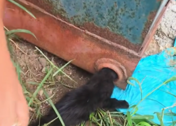 H2802070_Rescue kitten #rescueanimals #rescue #cat