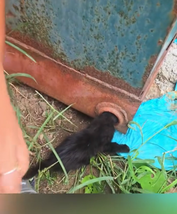 H2802070_Rescue kitten #rescueanimals #rescue #cat