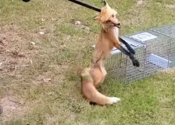 H2802073_man saved fox #rescue #rescueanimals #animal