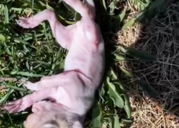 H2802074_Rescue baby squirrel #rescueanimals #rescue