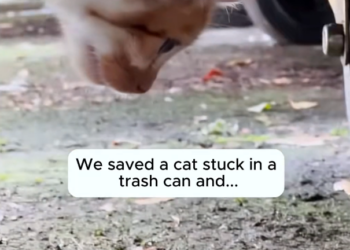 H2802075_Rescue cat then #rescue #rescueanimals