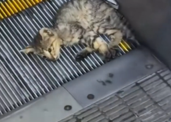 H2802076_Rescue kitten #rescueanimals #rescue #cat