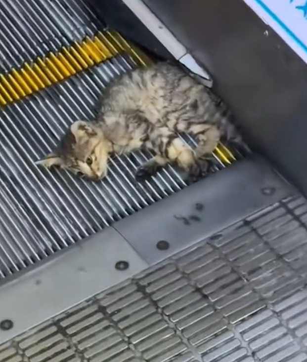 H2802076_Rescue kitten #rescueanimals #rescue #cat