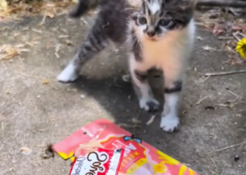 H2802077_Rescue kitten #rescueanimals #rescue #cat