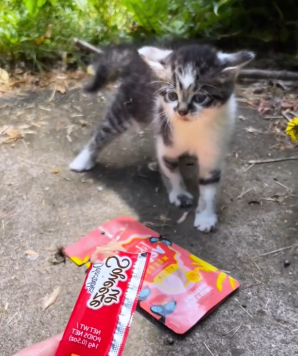 H2802077_Rescue kitten #rescueanimals #rescue #cat