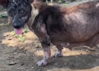 H2802008_Importance of Sterilization in Bali Every day