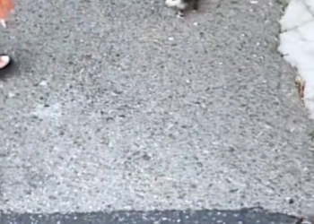 H2802078_Rescue poor baby opossum #rescueanimals #rescue