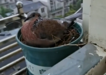 H2802079_have successfully raised baby pigeon