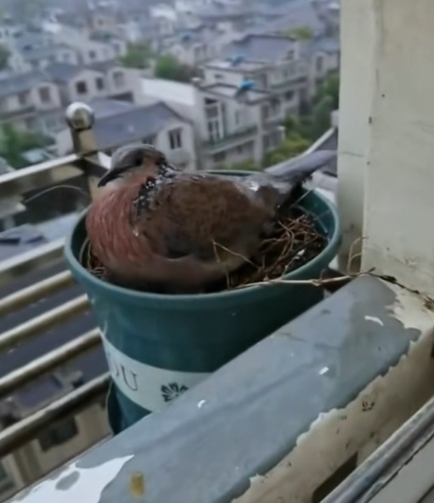 H2802079_have successfully raised baby pigeon