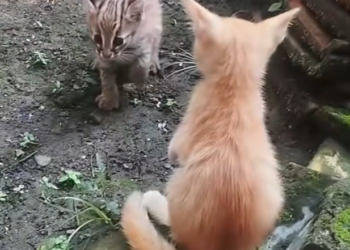 H2802080_Baby bobcat followed my kittens home #rescueanimal