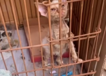 H2802081_Rescue kitten #rescueanimals ##rescue #cat #cats