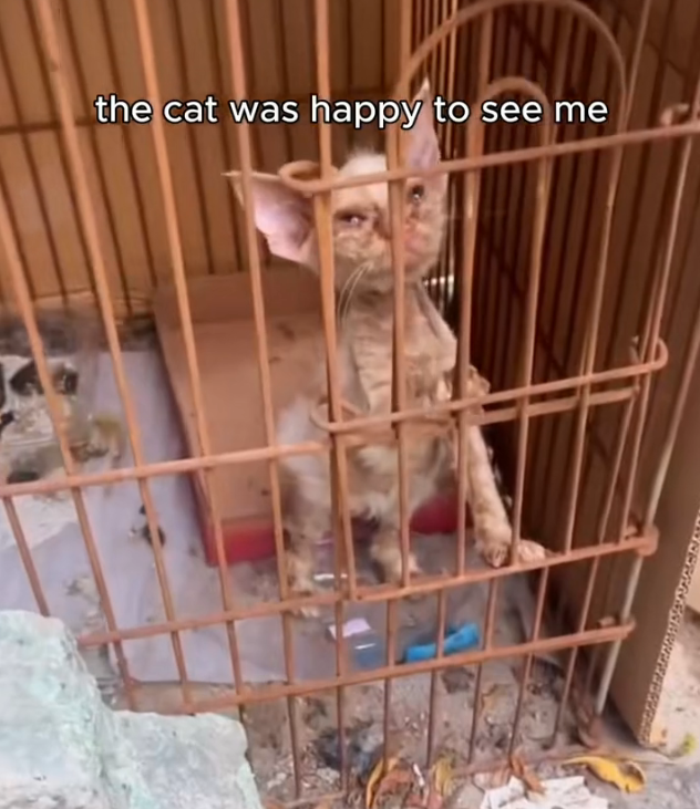 H2802081_Rescue kitten #rescueanimals ##rescue #cat #cats