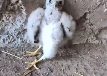 H2802082_Rescue baby owl #rescueanimals #rescue #owl