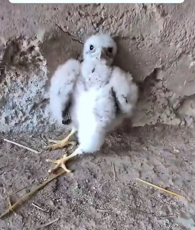 H2802082_Rescue baby owl #rescueanimals #rescue #owl