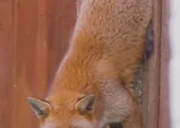 H2802083_Rescue fox then #rescueanimals #rescue #fox