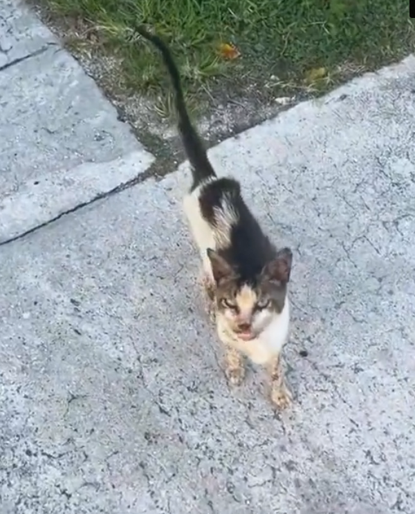 H2802084_saved stray cat #rescue #rescueanimals #cat