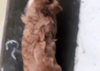 H2802088_Rescue kitten #rescueanimals #rescue #cat