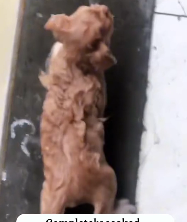 H2802088_Rescue kitten #rescueanimals #rescue #cat