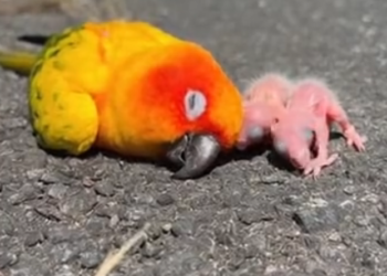 H0303001_Small Acts, Big Impact Roadside Rescue