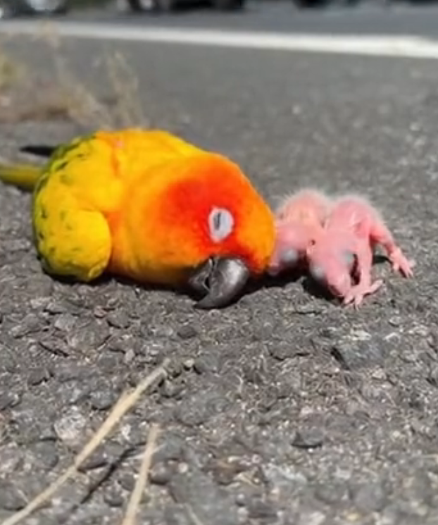 H0303001_Small Acts, Big Impact Roadside Rescue