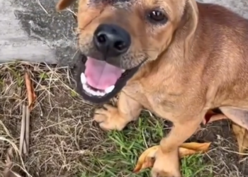 H2802009_Adopt Molly! Molly is still looking