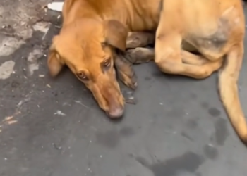 H0303002_Starving Dog Chased Trash #rescueanimals