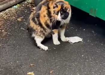 H0303003_he kicked out pregnant cat broom #rescuean