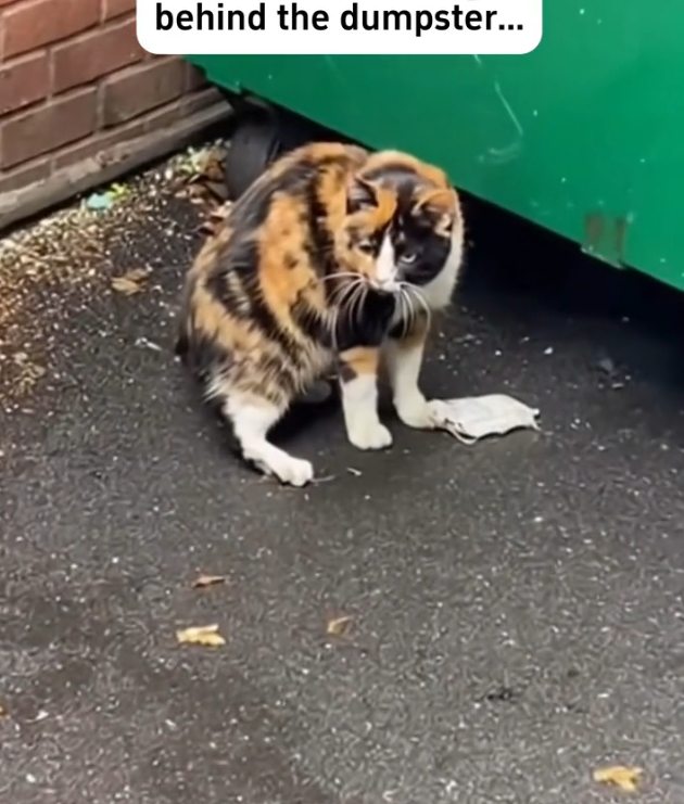 H0303003_he kicked out pregnant cat broom #rescuean