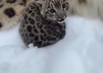 H0303004_mama cat adopted snow leopard cub #rescueanimals