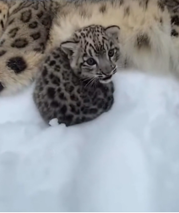 H0303004_mama cat adopted snow leopard cub #rescueanimals